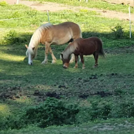 Prázdninový dům La Casina Di Laura